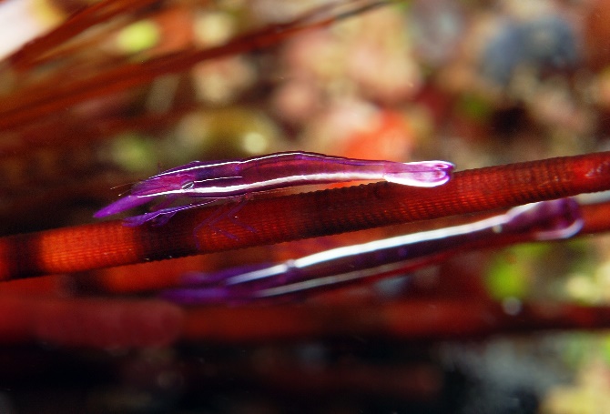 19 Sea Urchin Shrimp.jpg